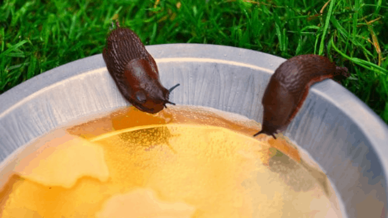 How To Stop Slugs Eating Plants Without Killing Them?