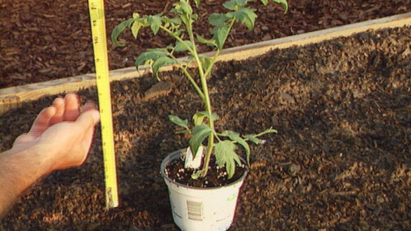 How To Transplant Tomato Plants To The Garden?