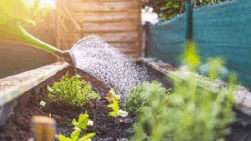 How Often You Should Water Your Garden To Stop Slugs From Coming Over And Over Again