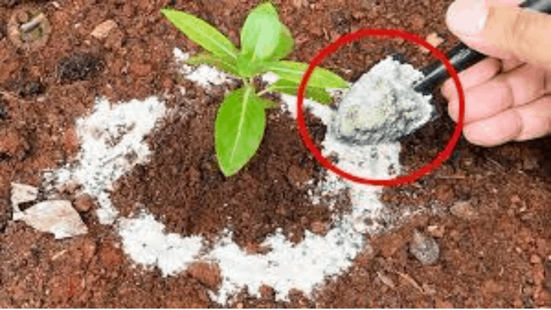 How To Apply Diatomaceous Earth On Plant
