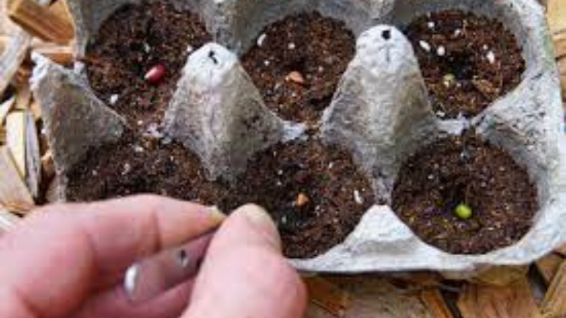 Sow Seeds Appropriately On The Egg Cartons