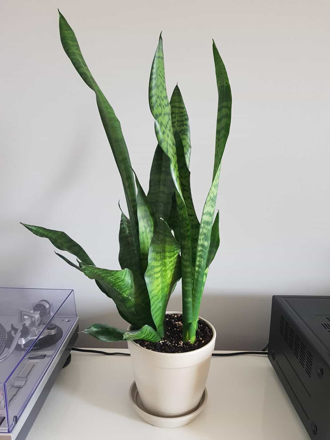 Snake Plant Queries | Why Is My Snake Plant Growing Outward?