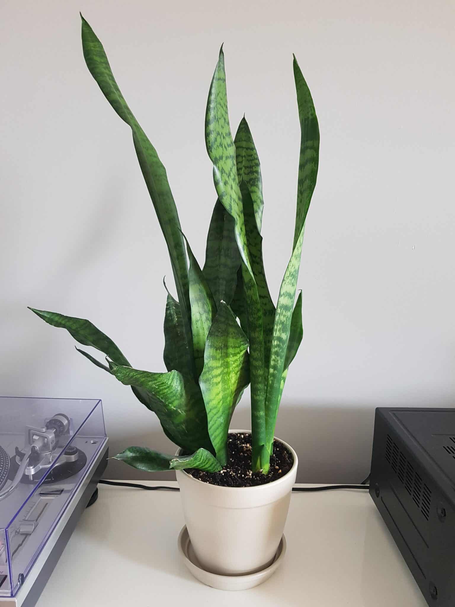 Snake Plant Queries Why Is My Snake Plant Growing Outward?