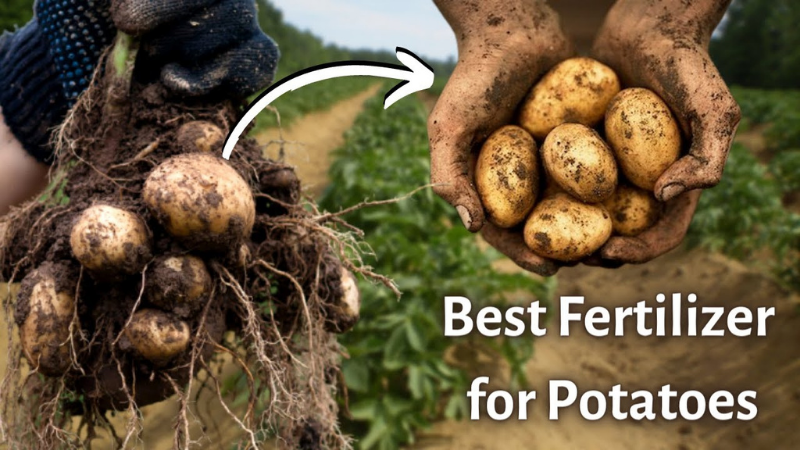 Best Fertilizer For Potatoes