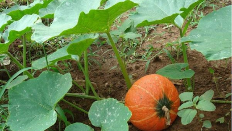 Best Fertilizer For Pumpkin