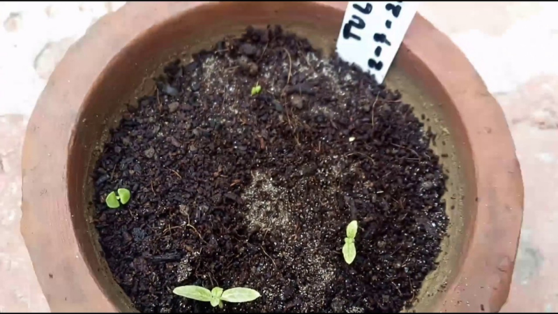 How To Grow Tulsi Plants Outdoors - Fill A Flowerpot With Soil
