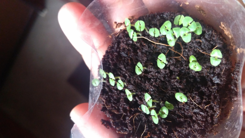 How To Grow Tulsi Plants Outdoors - Tulsi Seed Germination