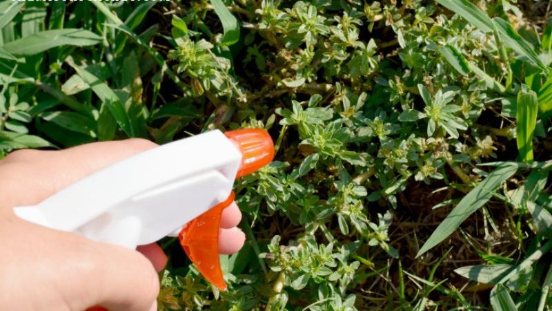 How To Kill Nettles With Weed Killer?