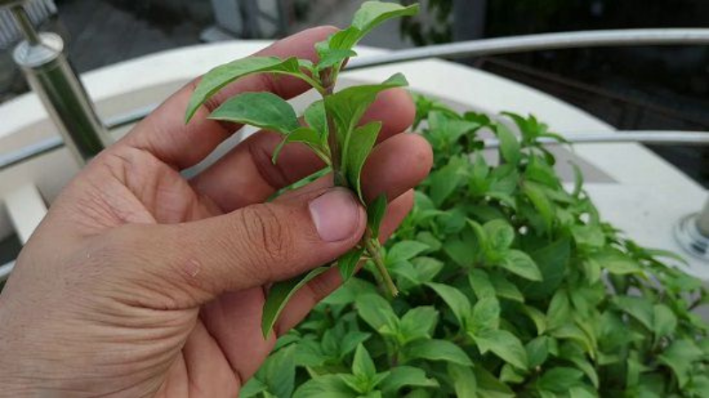 How To Grow Tulsi Plant From Cuttings - Take A Healthy Tulsi Cutting