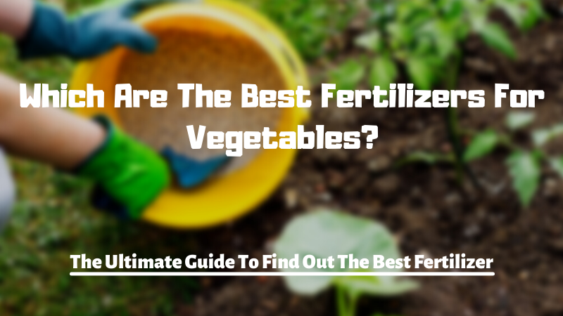 Which Are The Best Fertilizers For Vegetables