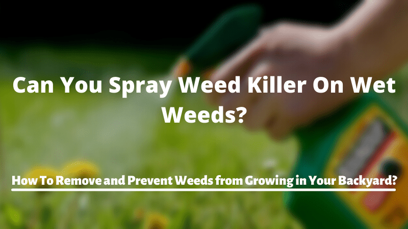 Can You Spray Weed Killer On Wet Weeds? How To Remove and Prevent Weeds from Growing in Your Backyard?
