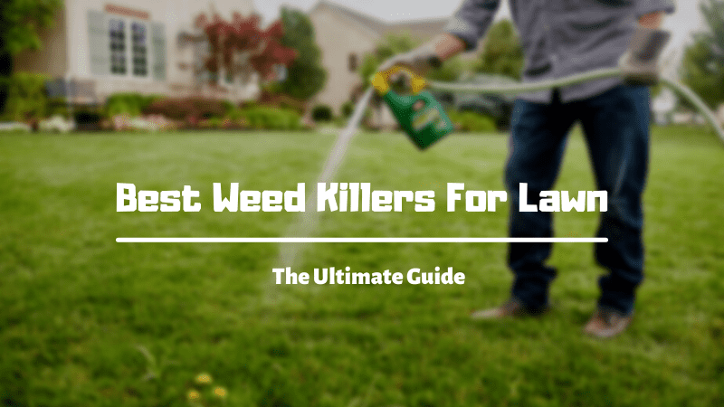 Top 10 Best Weed Killer for Entire Lawn 