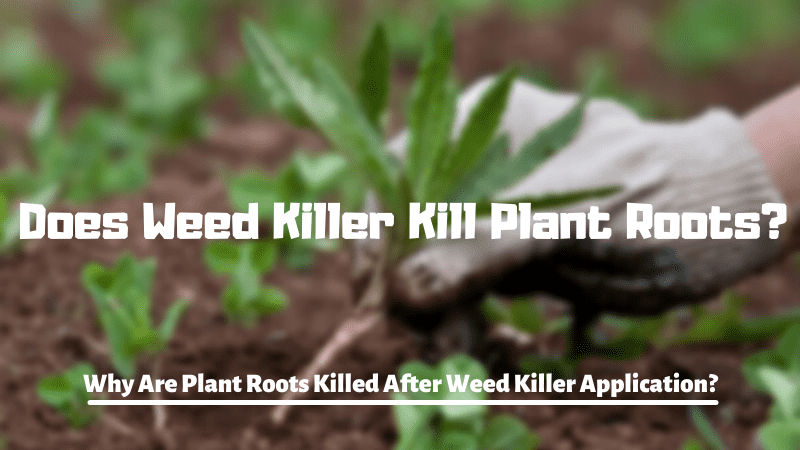Does Weed Killer Kill Plant Roots