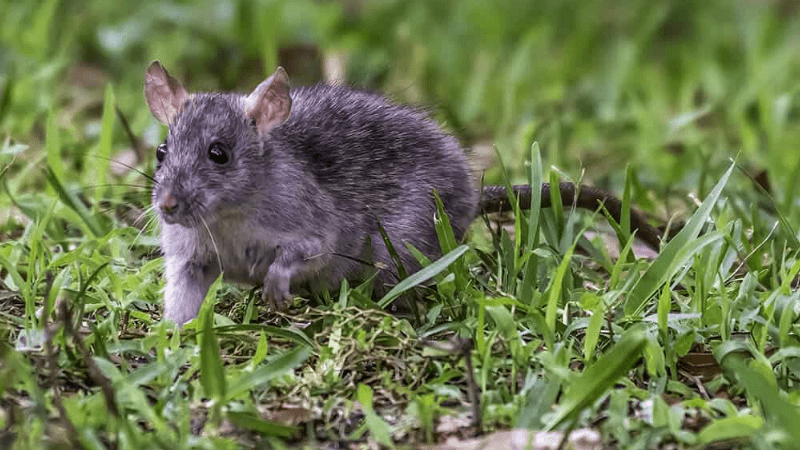 Does Weed Killer Kill Rats?