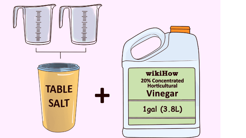 Will Vinegar + Salt Kill Weeds?