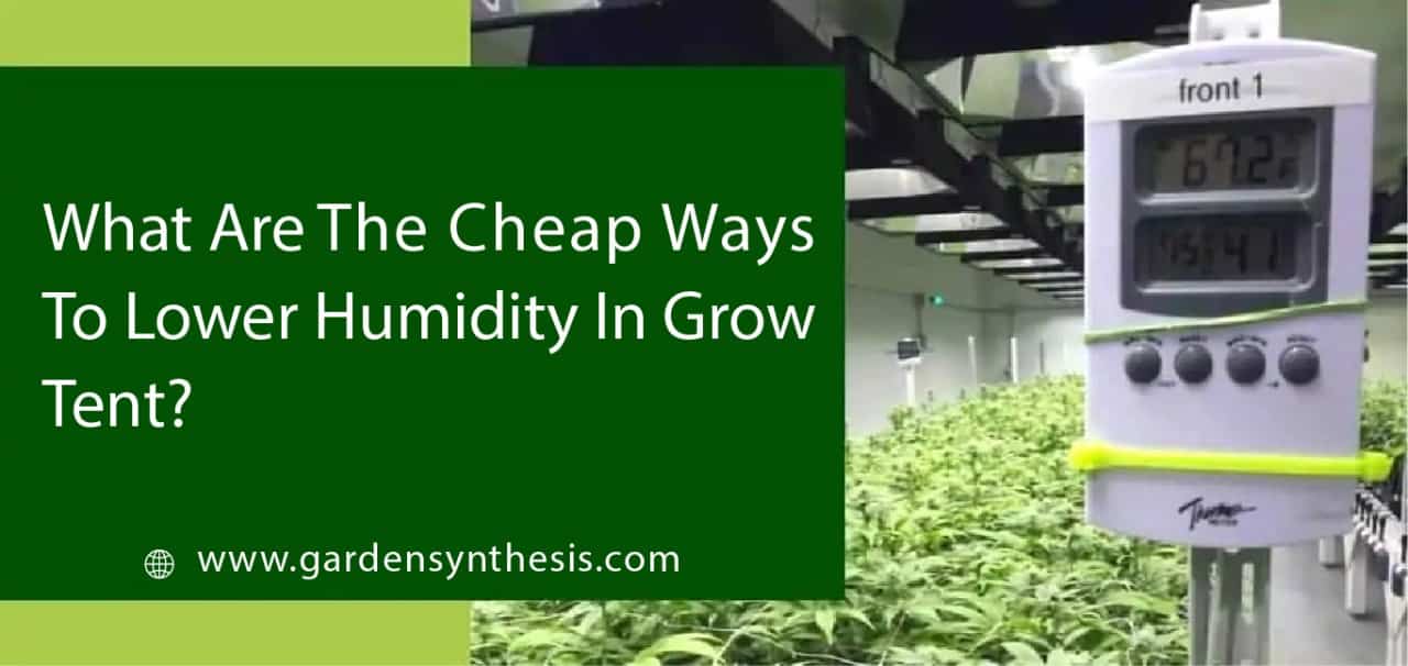 What Are The Cheap Ways To Lower Humidity In Grow Tent