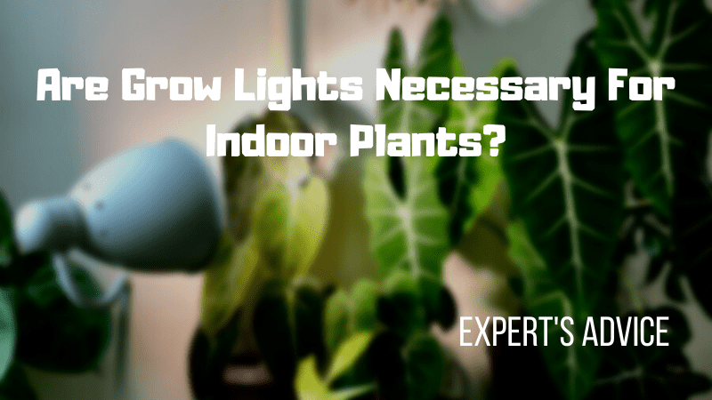 Are Grow Lights Necessary For Indoor Plants? Expert’s Advice